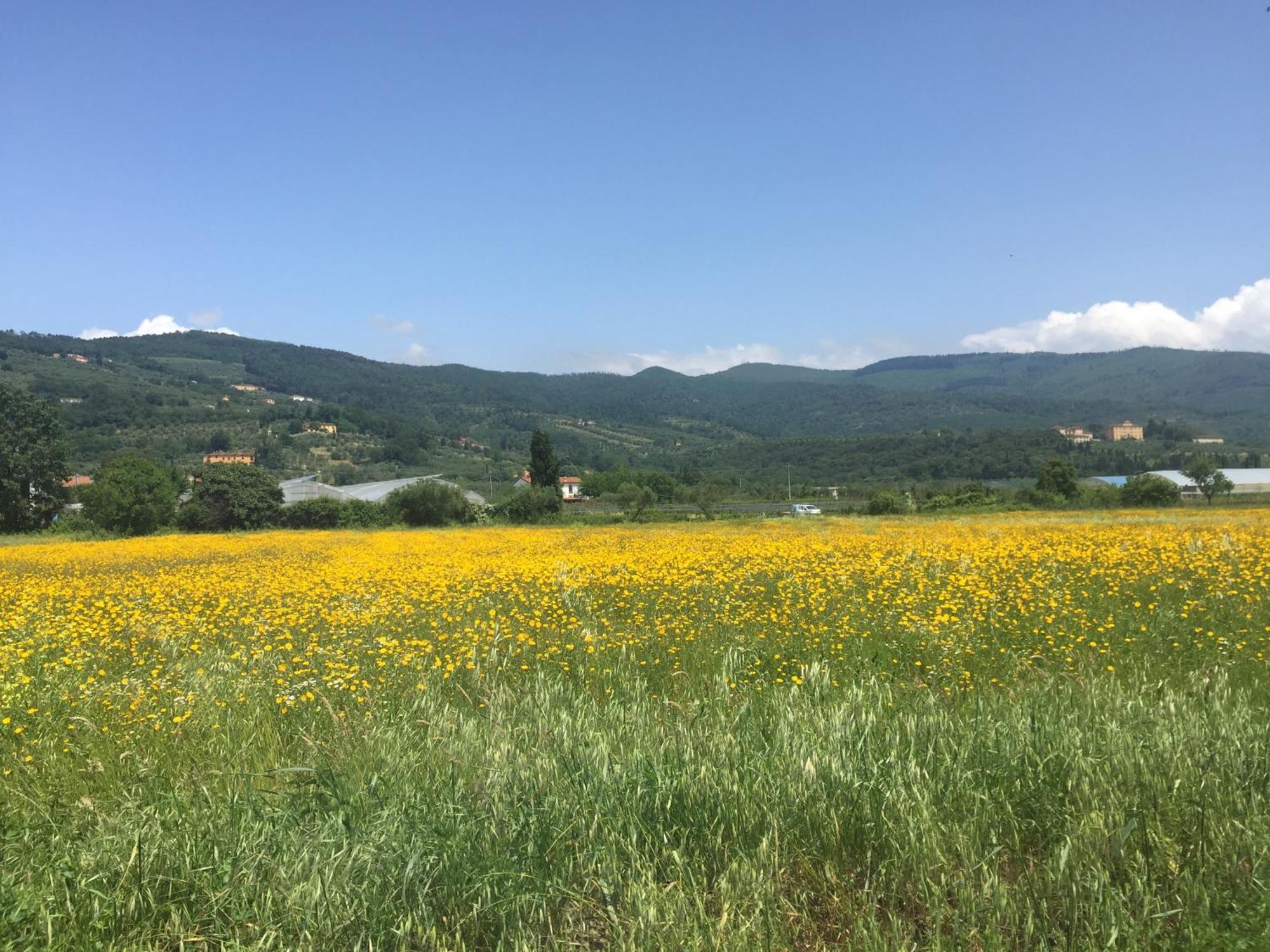 Al Vecchio Leccio Konuk evi Pistoia Dış mekan fotoğraf
